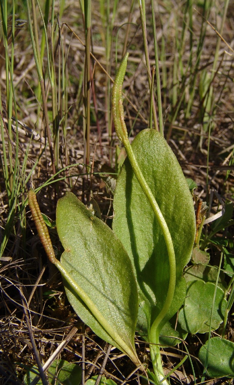 Ophioglossum